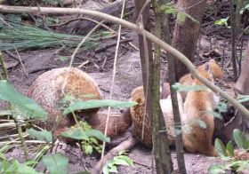 White-nosted Coati – Best Places In The World To Retire – International Living